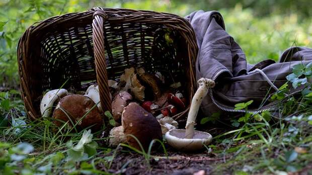 Медведь напал на грибника в Приморском крае