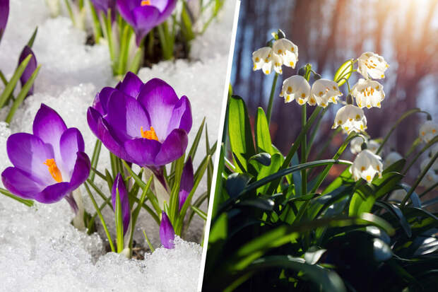 Синоптик Тишковец: первые пробы весны в Москве ожидаются с 10 марта