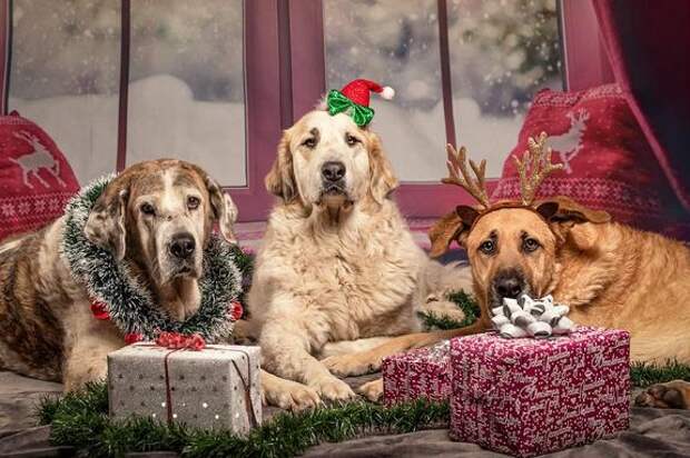 Ветеринар рассказала, какая еда с новогоднего стола опасна для животных