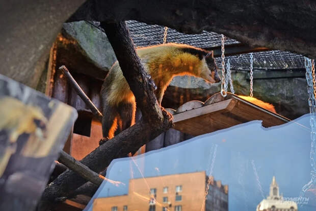 Собянин: 600 детенышей появились на свет в Московском зоопарке в 2025 году