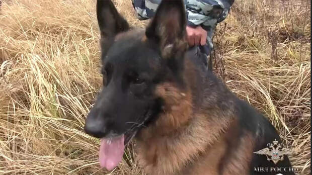 Собака получила «Народного героя» за случайное спасение человека