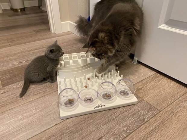 Без кота и жизнь не та