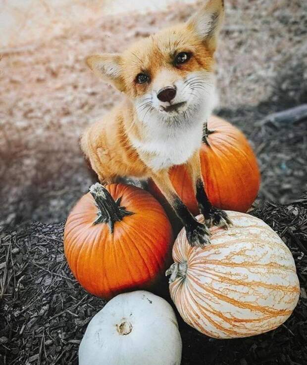 Самая популярная лиса в Instagram по кличке Джунипер
