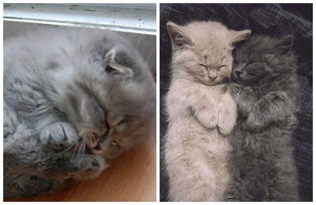 20 ну очень пушистых котиков, в которых невозможно не влюбиться