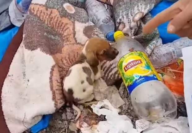 Щенок в мусоре Щенок и бутылка