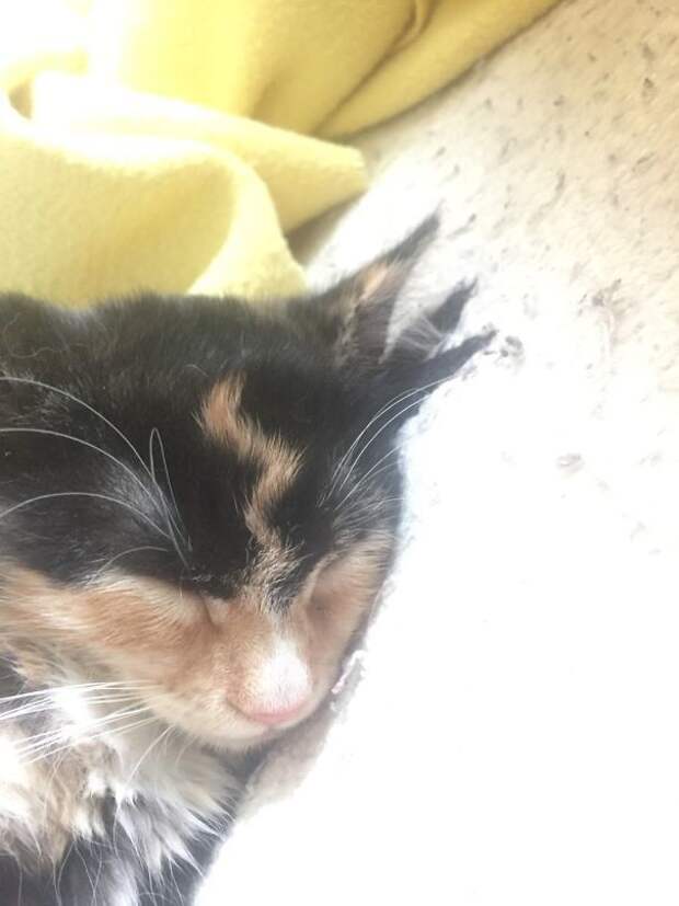 Кото-Поттер животные, забавно, коты, кошки, неожиданно, окрас, окрас кошек, фото