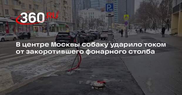В центре Москвы собаку ударило током от закоротившего фонарного столба