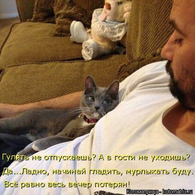 Лучшие котоматрицы недели Лучшие котоматрицы недели