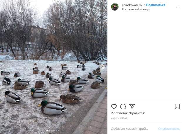 Фото дня: на Яузе запечатлели нашествие пернатых