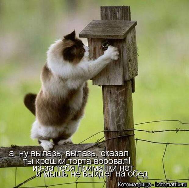 Лучшие котоматрицы недели (50 фото)