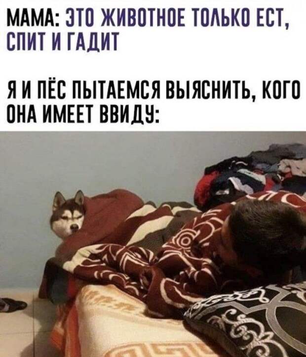interneta-memy-shutki-citaty-vkontakte-vkontakte-smeshnye-statusy