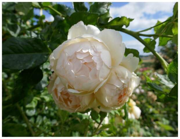 роза Wollerton Old Hall Rose