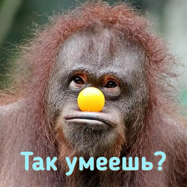 Наш ответ на извечный шекспировский вопрос Наш ответ на извечный шекспировский вопрос