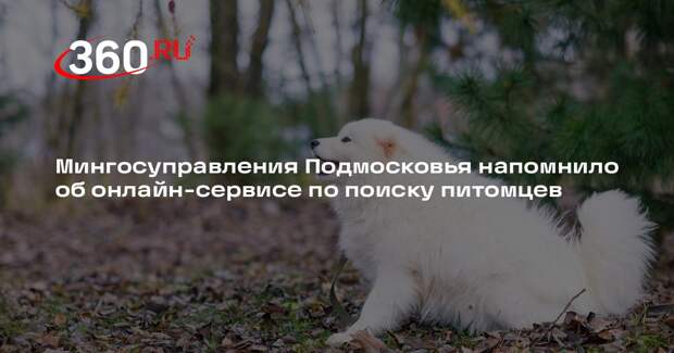 Мингосуправления Подмосковья напомнило об онлайн-сервисе по поиску питомцев
