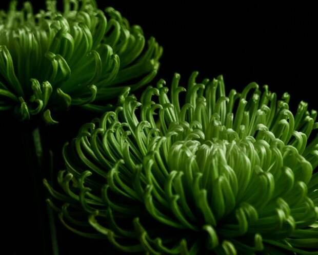 Хризантема «Анастасия Дарк Грин» (Chrysanthemum ‘Anastasia Dark Green’). © tashachawner  📷 