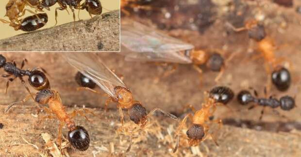 В Японии найден вид муравьев без самцов и рабочих — только паразитические матки
