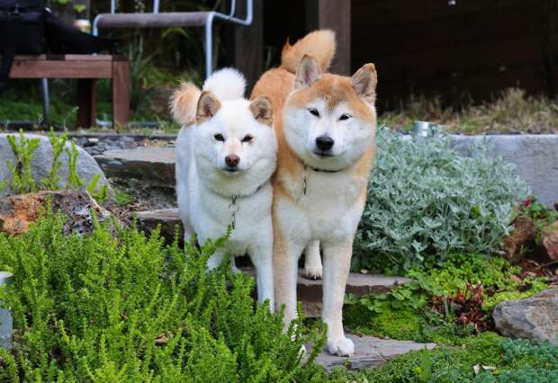 Японские породы собак ину. Акита-ину и сиба-ину: описание пород, различия, стандарт, особенности содержания