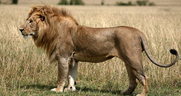 Жителям Лимпопо угрожают дикие львы