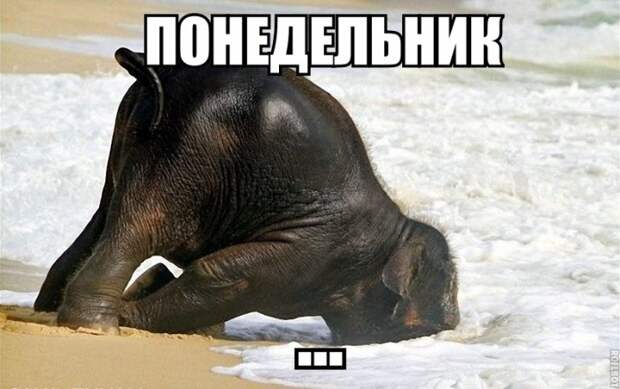 Картинки по запросу ржачные картинки