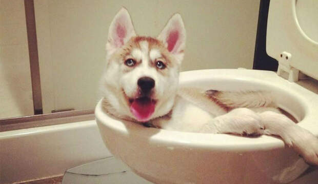 Чем занят пес, когда хозяев нет дома