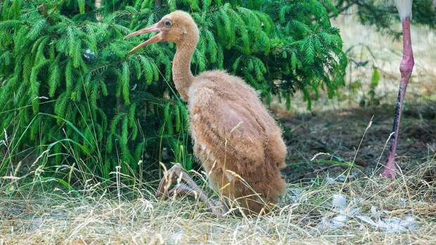 В Московском зоопарке вылупился птенец редкого вида журавлей
