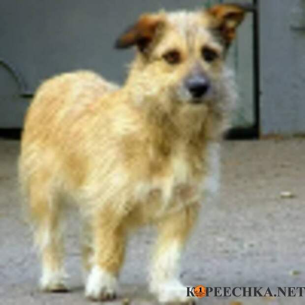 Помощь в захоронении домашних животных - Донецк - Договорная