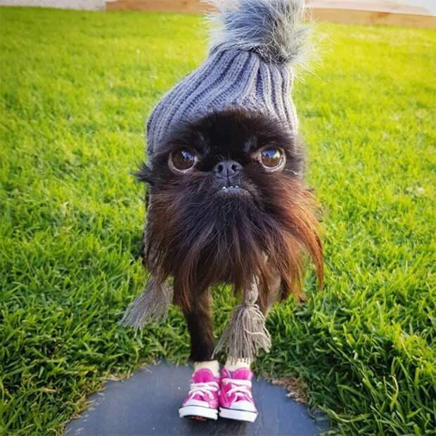 У этой собачки 265 тысяч подписчиков в Instagram