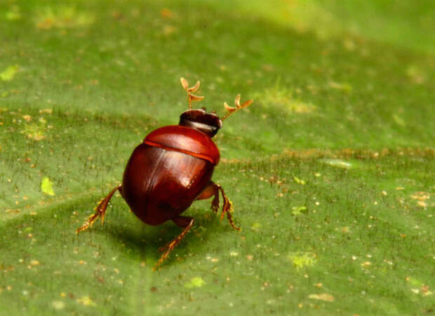 Крошечный жук-лилипут (Canthidium cf. minimum)