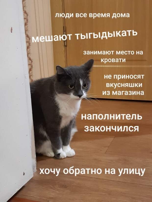 Животные устали от хозяев