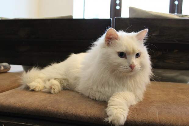 Роскошного белого кота выставили на мороз белый кот, кот, кошка