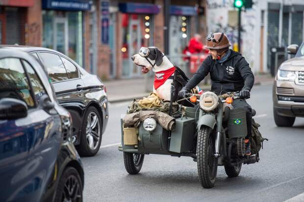 Датский дог Диего любит кататься в коляске мотоцикла