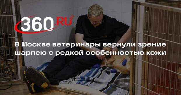 В Москве ветеринары вернули зрение шарпею с редкой особенностью кожи