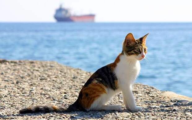 Морские котики животные, история, коты, факты