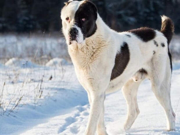 Самые опасные собаки в мире