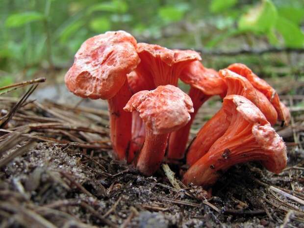 Лисичка киноварно-красная (лат. Cantharellus cinnabarinus)