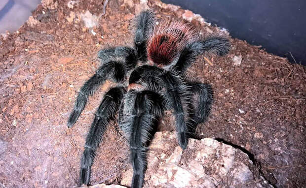 Животные Южной Америки: grammostola