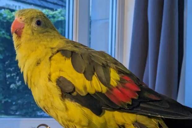 Сбежавшего попугая нашли в роддоме, где он «ел чипсы и играл»