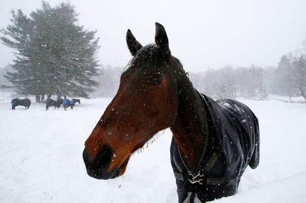 Лошади насмерть затоптали пожилую женщину