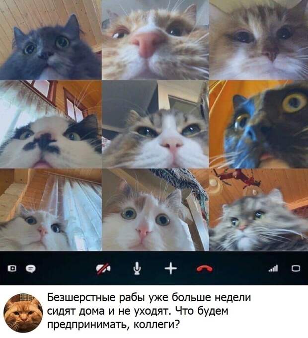 9 смешных мемов про котов, которым мешают люди на самоизоляции