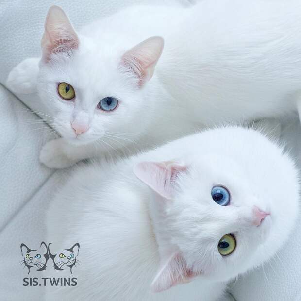 17 животных, на которых природа доказала, что она отличный художник