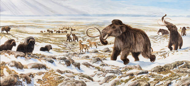 Главной причиной вымирания арктической фауны в конце плейстоцена и в голоцене все-таки был климат, а не люди