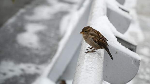 В России в феврале проведут всероссийскую перепись воробьёв