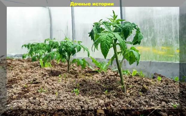 Томаты пора высаживать в теплицу, а на улице еще холодно: спасаем вытянувшуюся рассаду