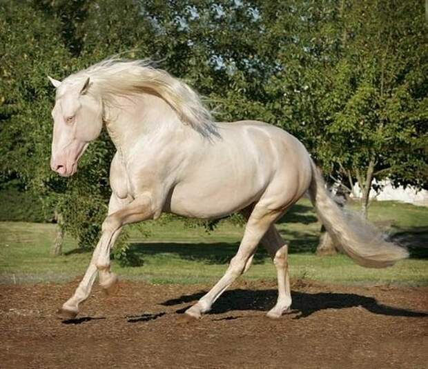 9. Кремелло животные, красота, лошади