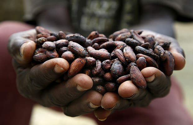 Мировые цены на какао-бобы за неделю упали на 28%