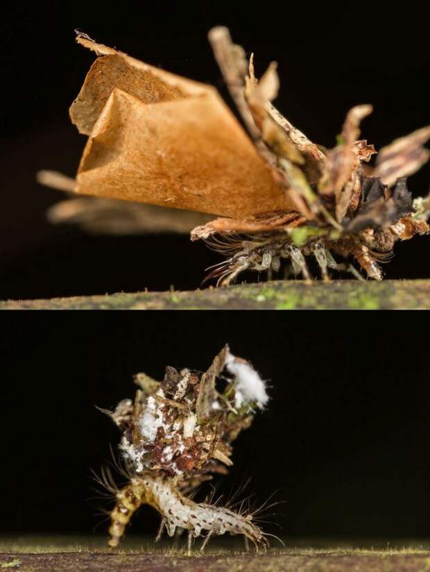 Личинка златоглазки  (лат. Chrysopidae) 