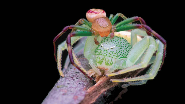 Фото: Лучшие научные снимки 2025 года