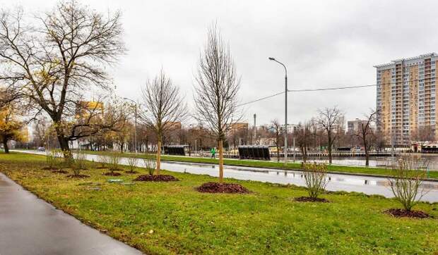 Более 1600 деревьев и кустарников высадили вдоль Алтуфьевского шоссе