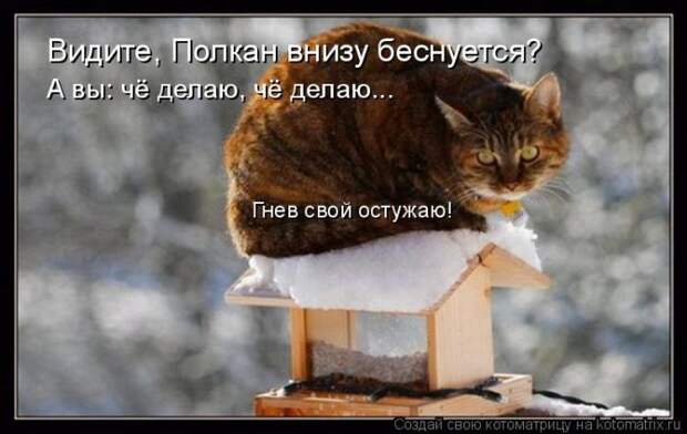 Лучшие котоматрицы недели (50 фото)