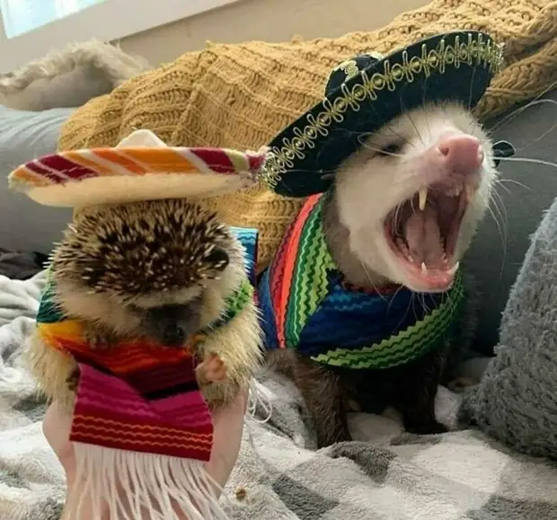 13 фото поссумов и опоссумов, которые покажут, что их все же сложно перепутать